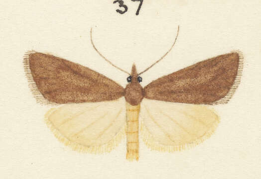 Tortrix demiana Meyrick 1882的圖片