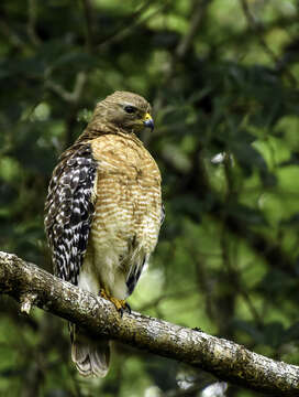 Image of Red-shouldered Hawk