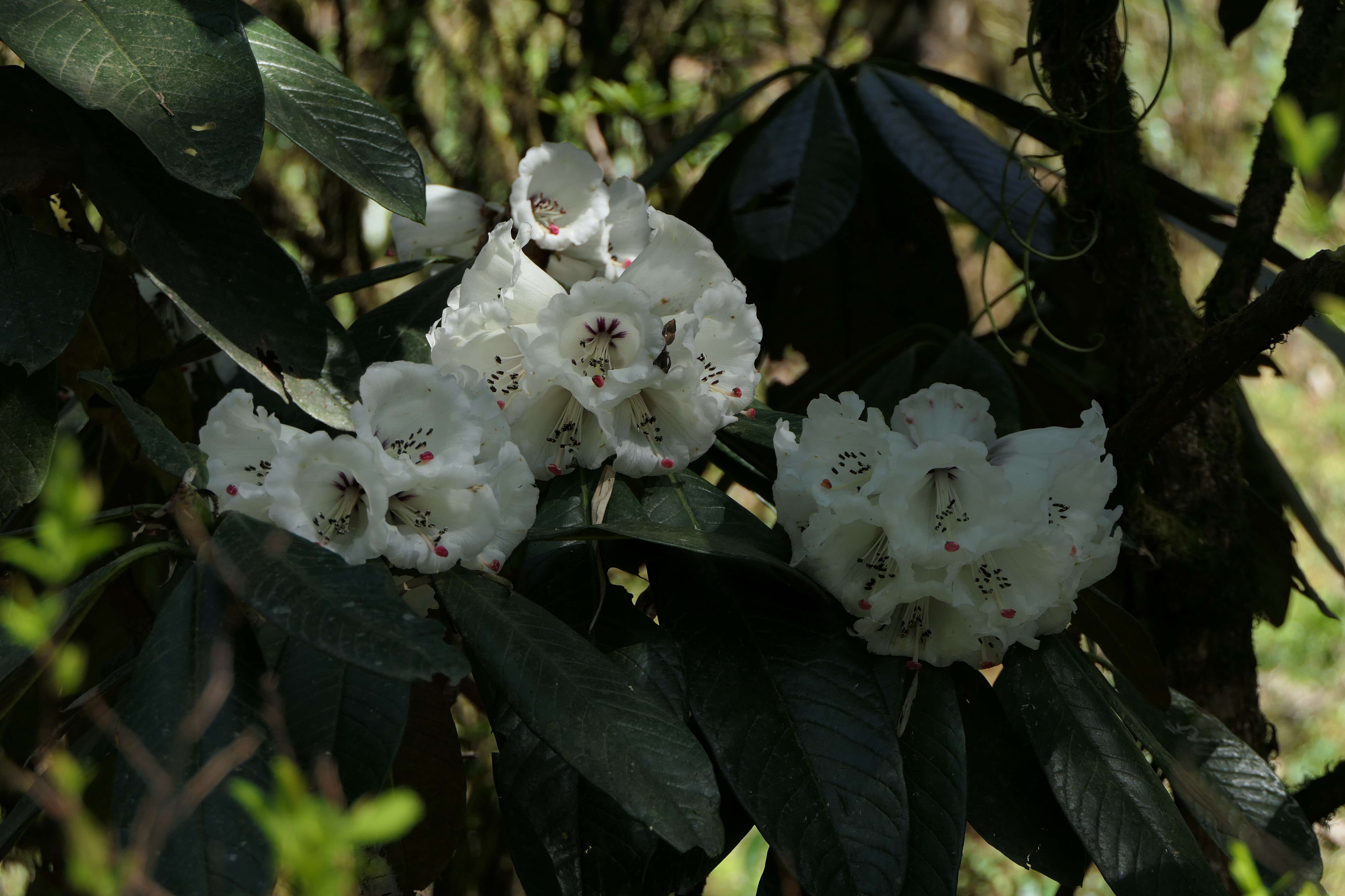 Image of Rhododendron grande Wight