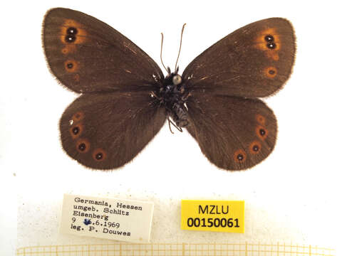 Image of woodland ringlet