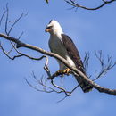 Image of Black-and-white hawkk eagle