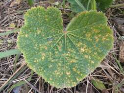 Image of Puccinia malvacearum Bertero ex Mont. 1852