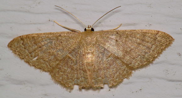 Image of Common Tan Wave