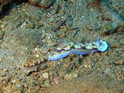 Image of Leopard head flapper slug