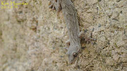 Image of Schlegel's Japanese Gecko