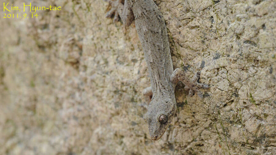 Image of Schlegel's Japanese Gecko