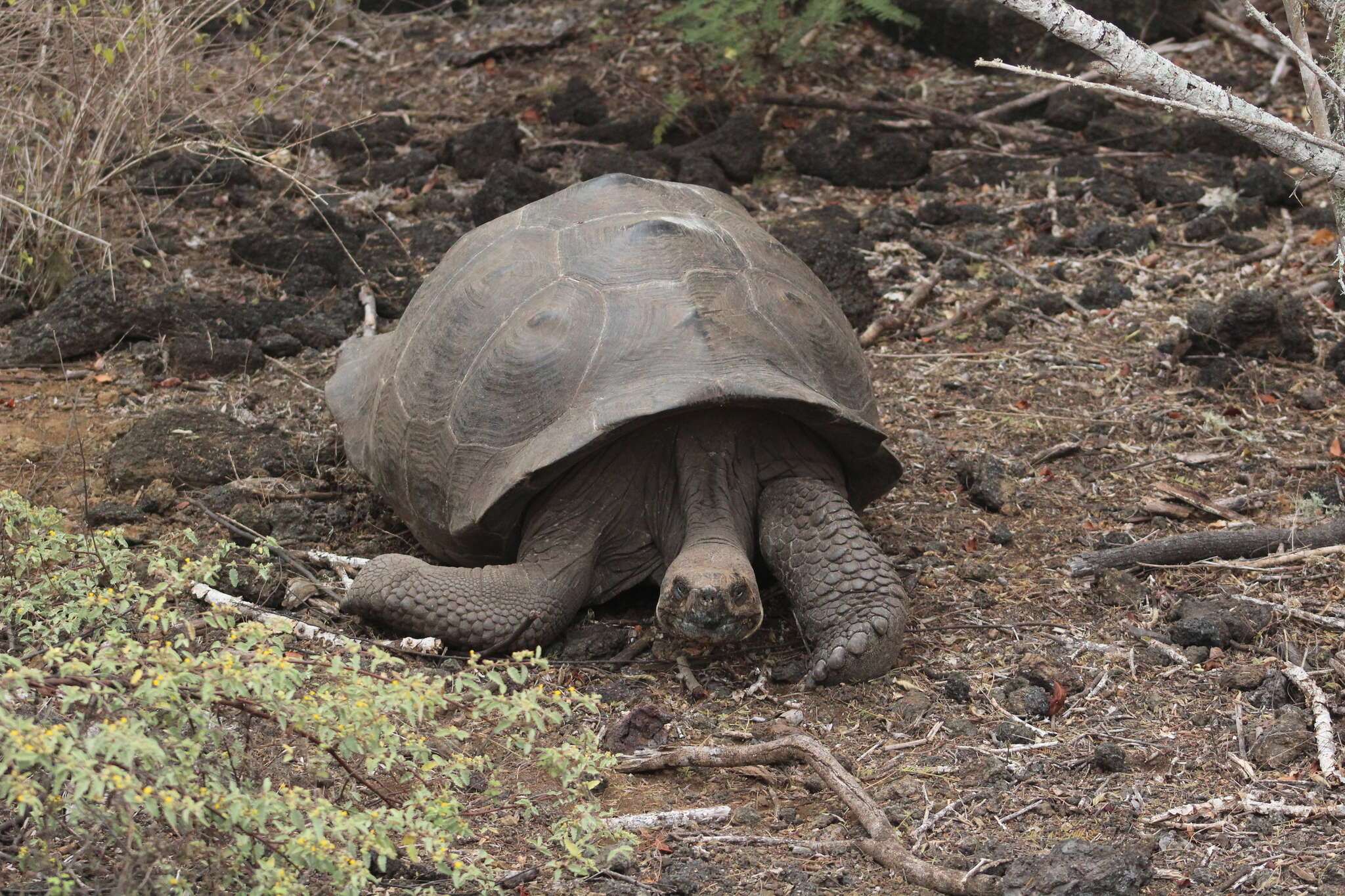 Image of Sierra Negra giant tortoise