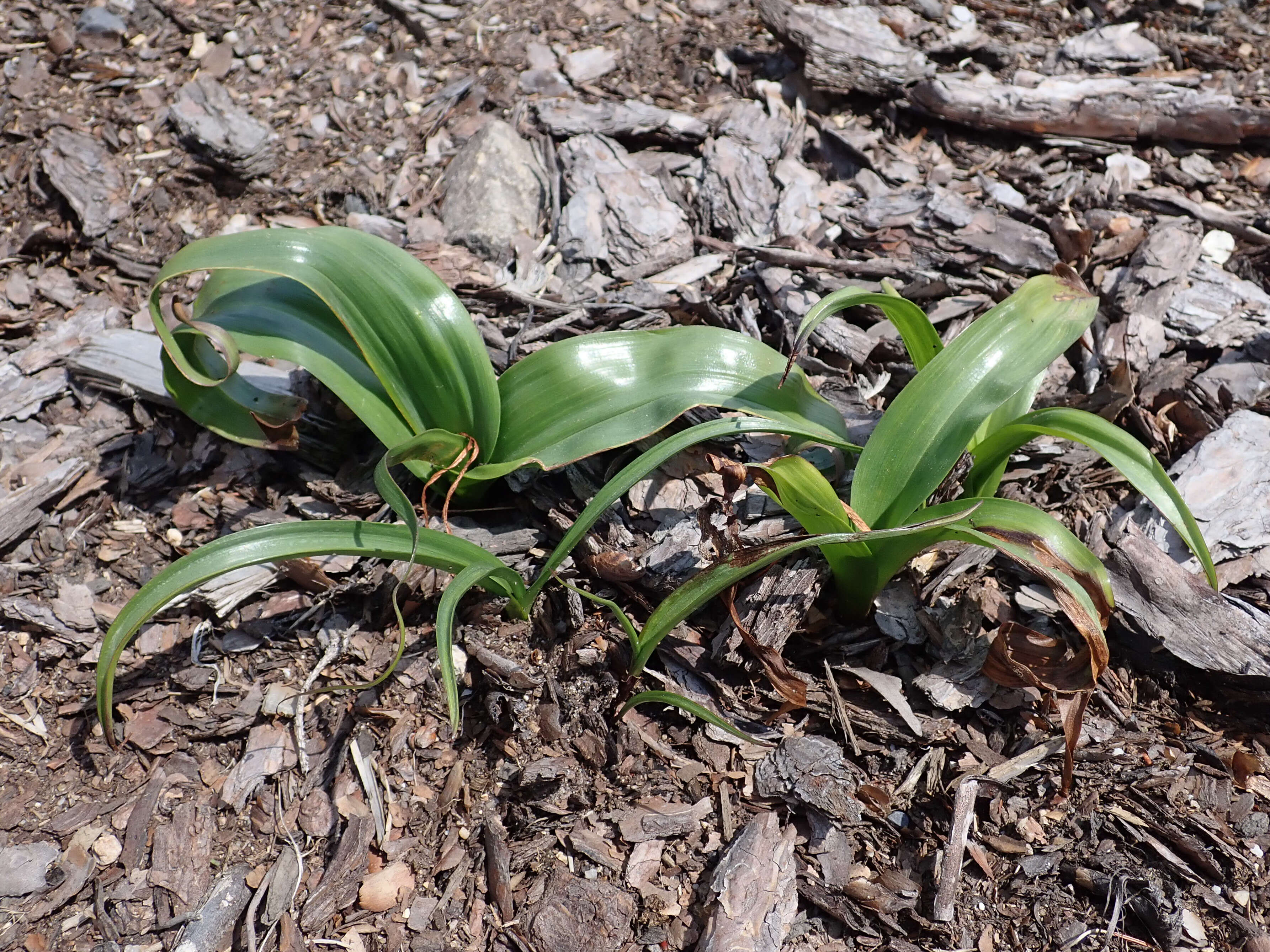 Image of Colchicum cupanii Guss.