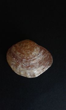 Image of Anomia ephippium Linnaeus 1758