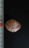 Image of Anomia ephippium Linnaeus 1758