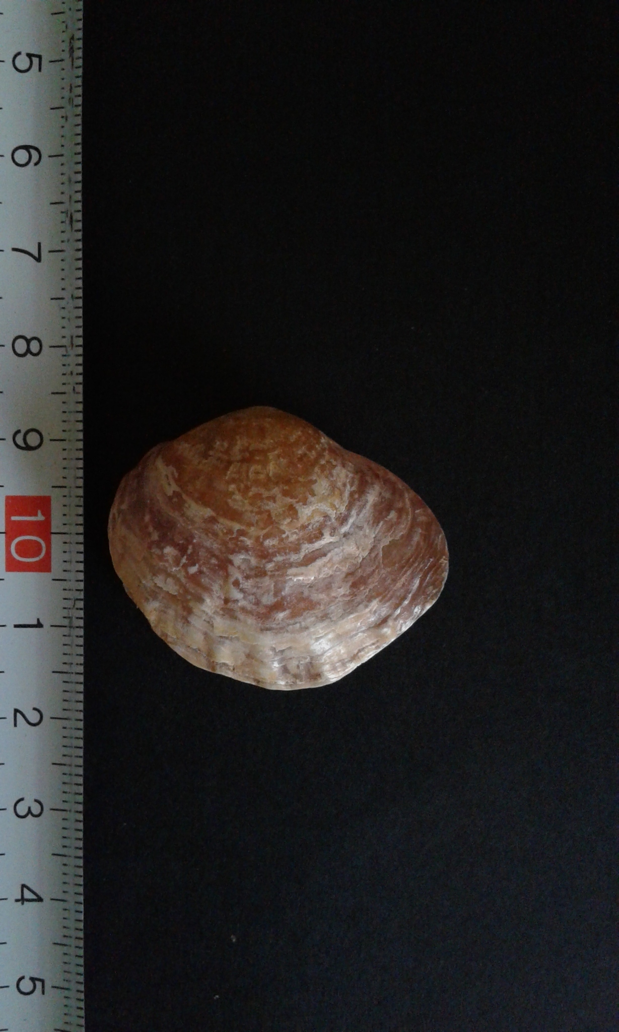 Image of Anomia ephippium Linnaeus 1758