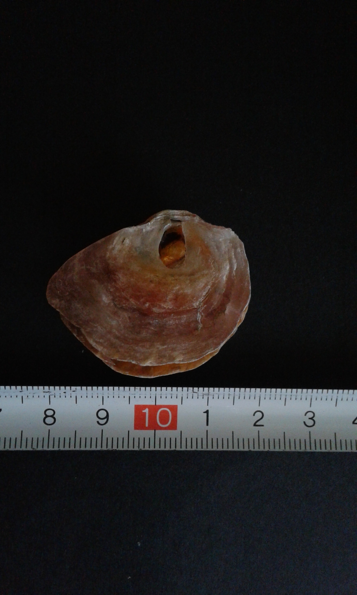 Image of Anomia ephippium Linnaeus 1758