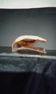 Image of Anomia ephippium Linnaeus 1758