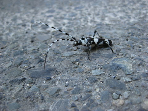 18.https www inaturalist org photos 2884812.580x360