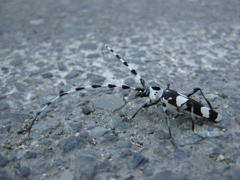 18.https www inaturalist org photos 2884813.580x360