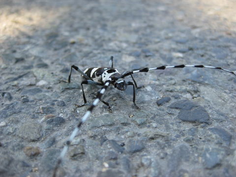 18.https www inaturalist org photos 2884814.580x360