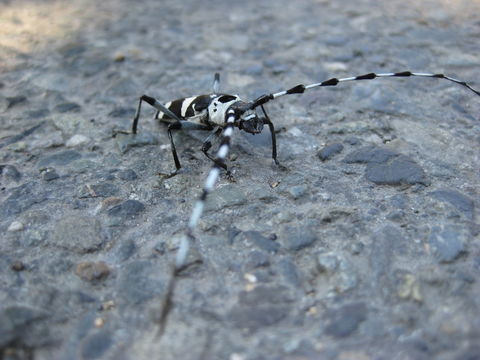 18.https www inaturalist org photos 2884815.580x360