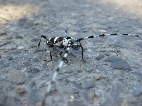 18.https www inaturalist org photos 2884816.580x360