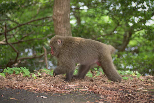 Image of Yakushima Macaque