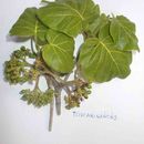 Image of <i>Schizenterospermum rotundifolium</i>