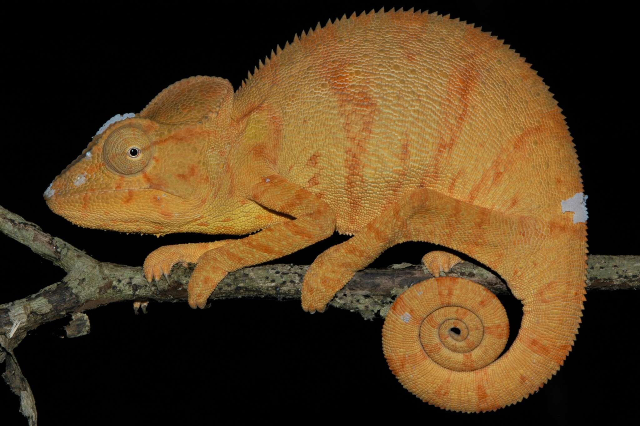 Image of Malagasy Giant Chameleon