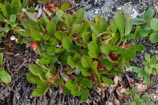 Image of Alpine bearberry