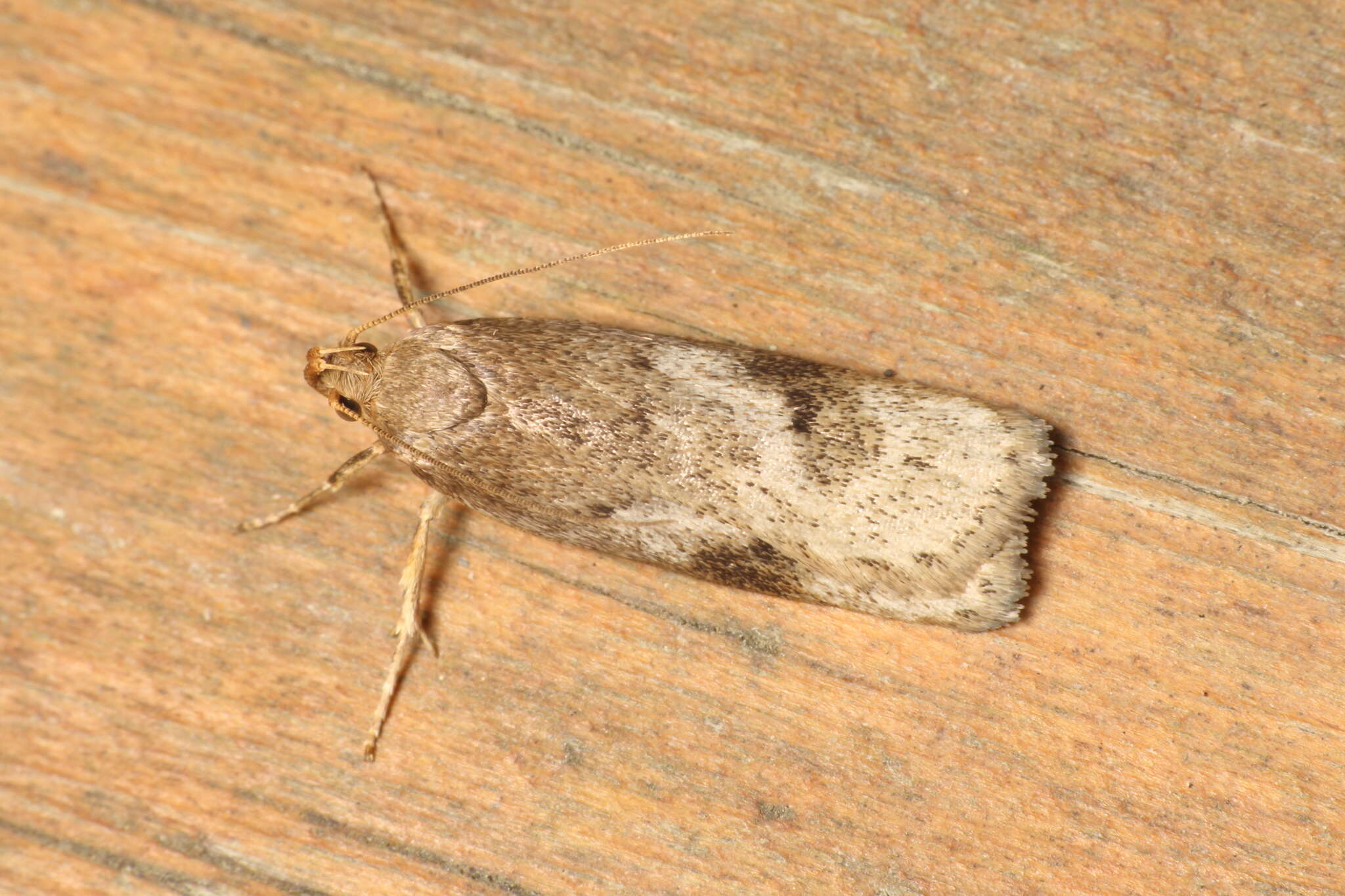 Image of Phaeosaces apocrypta