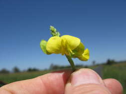 Image of hairypod cowpea