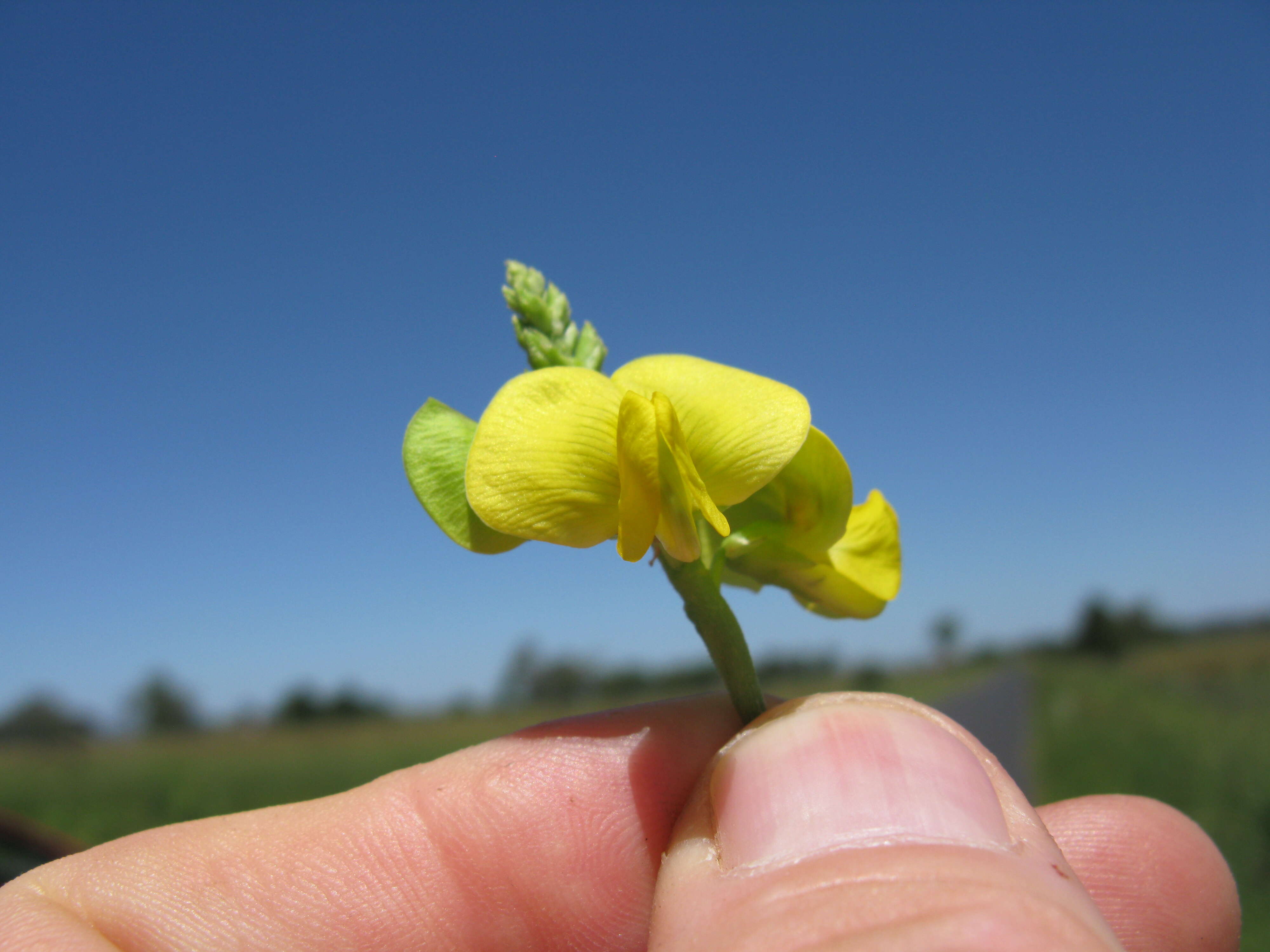 Vigna luteola (Jacq.) Benth. resmi