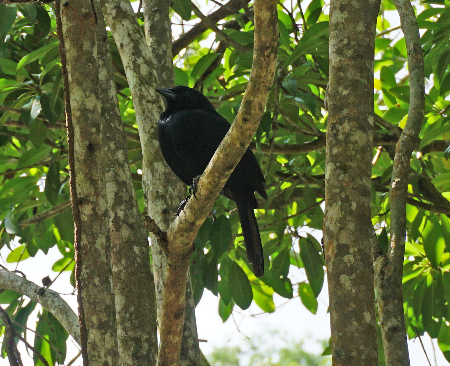 Image of Melodious Blackbird