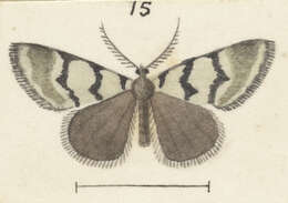 Plancia ëd Dichromodes gypsotis Meyrick 1888