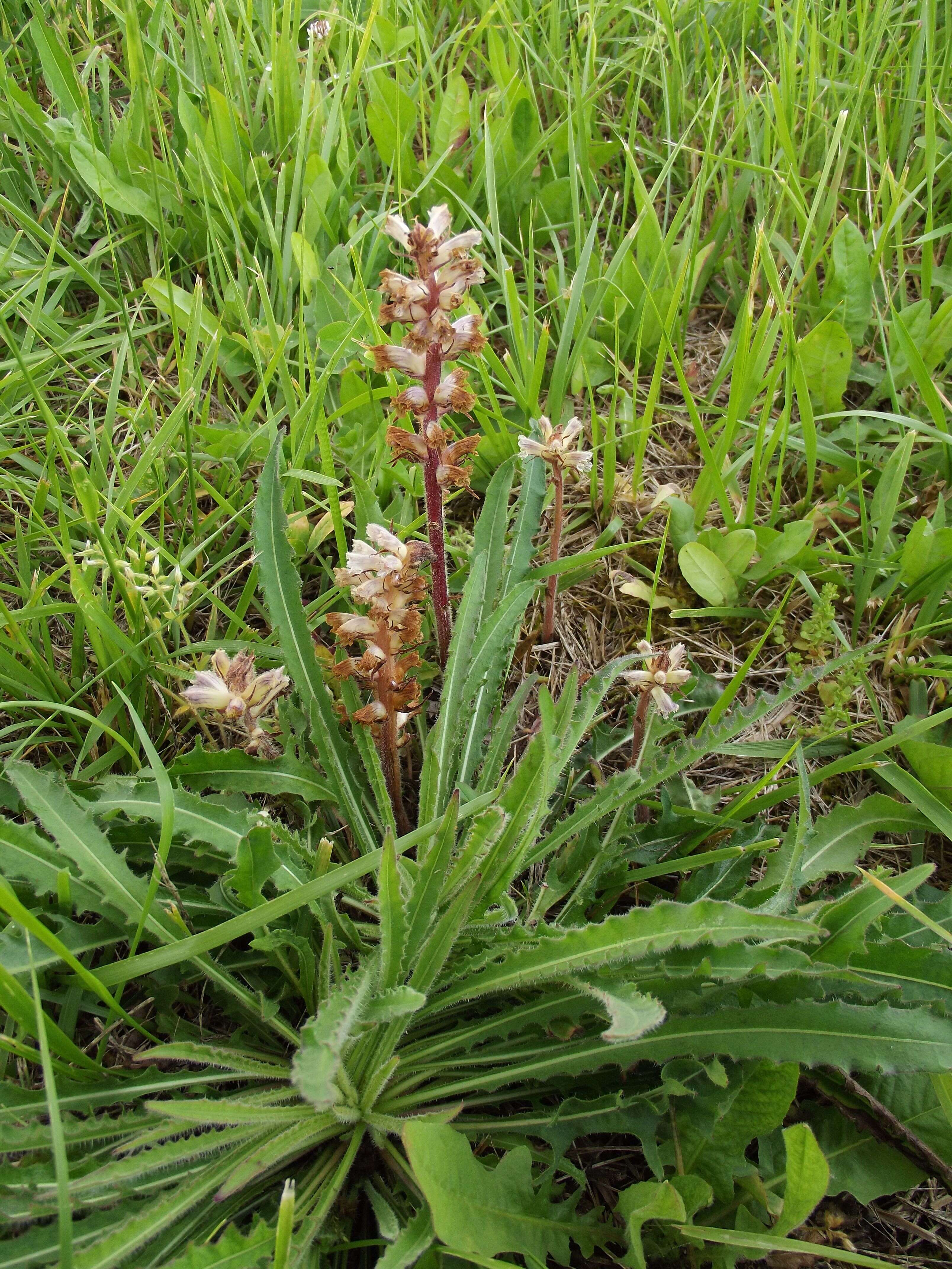 Image of oxtongue broomrape