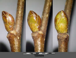 Image of Cobnut