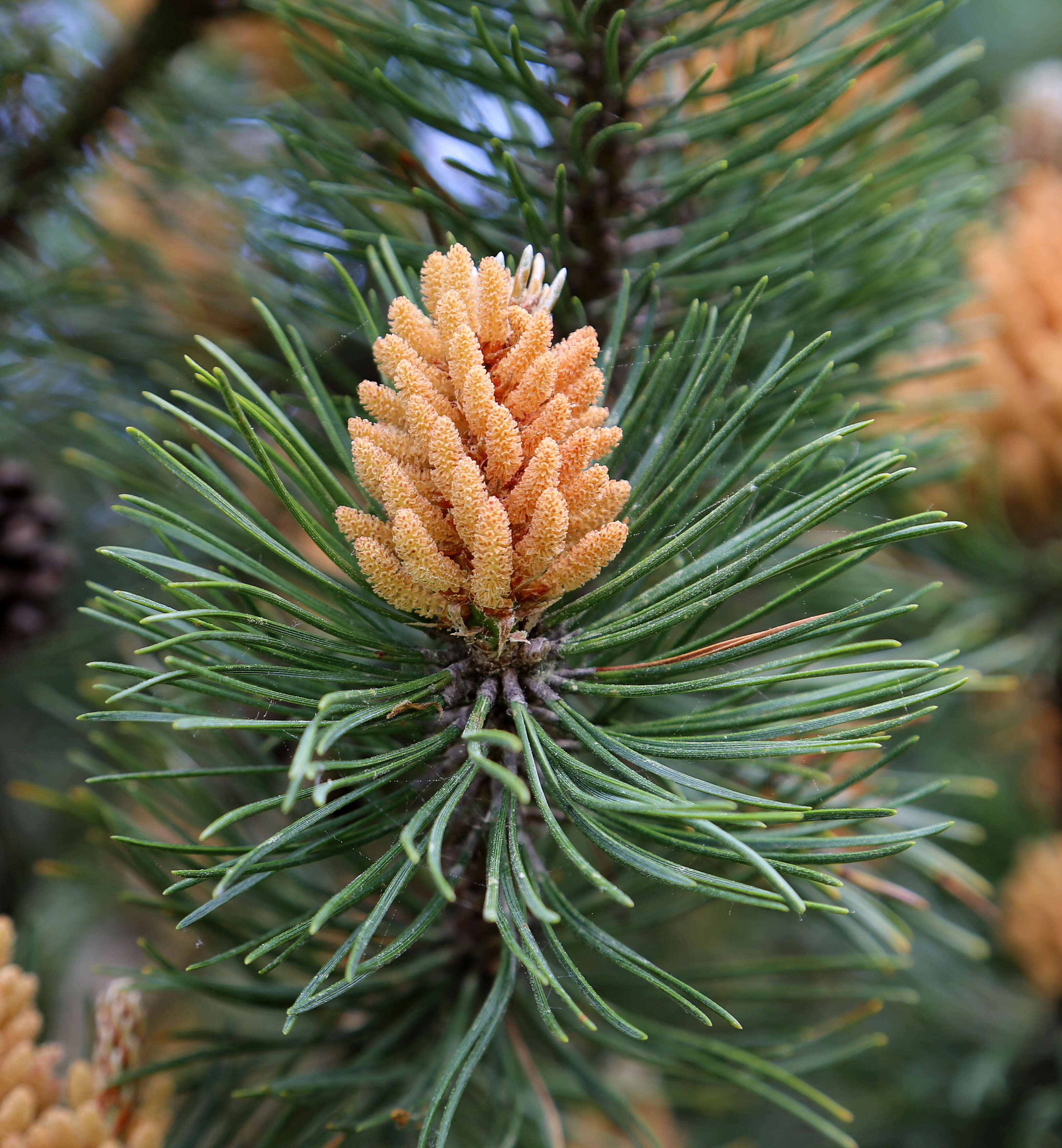 Image of Mountain Pine