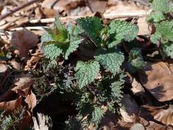 Image of Common Nettle