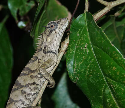 Image of Forest Crested Agama