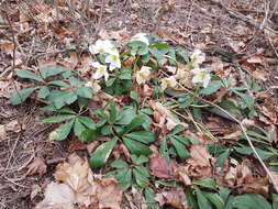 Image of black hellebore