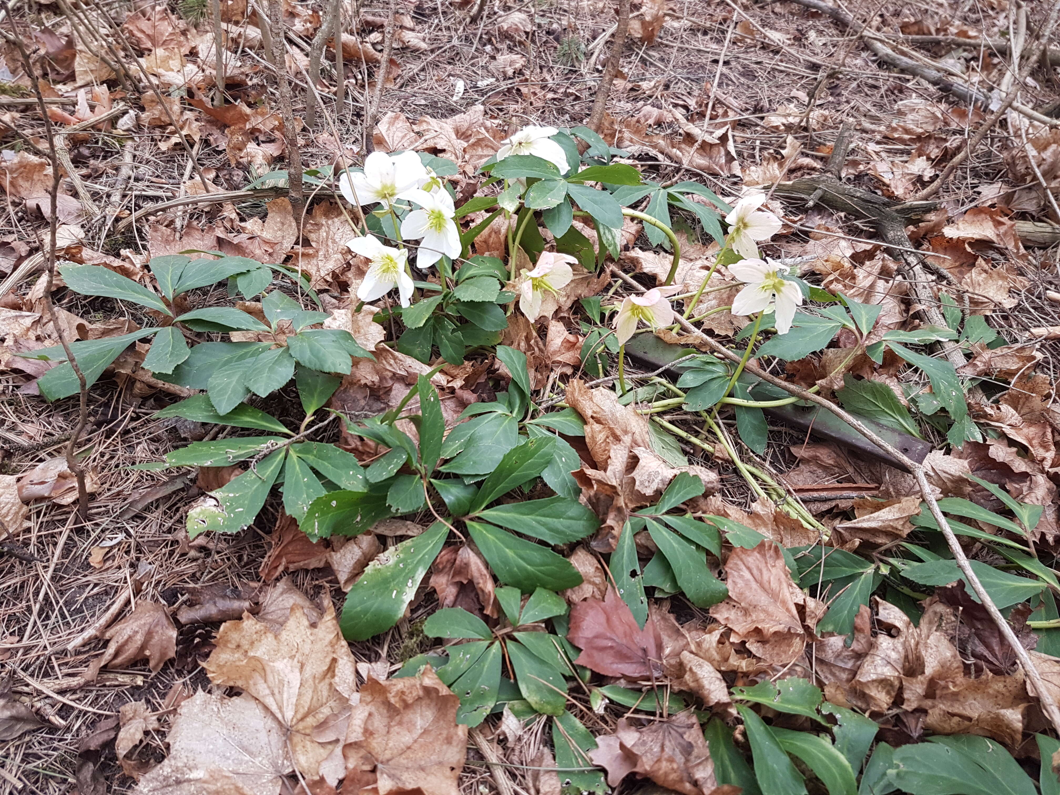 Image of black hellebore