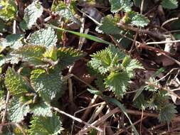 Image of Common Nettle