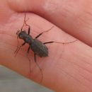 Image of Neocicindela spilleri Brouerius van Nidek 1965