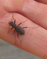 Image of Neocicindela spilleri Brouerius van Nidek 1965