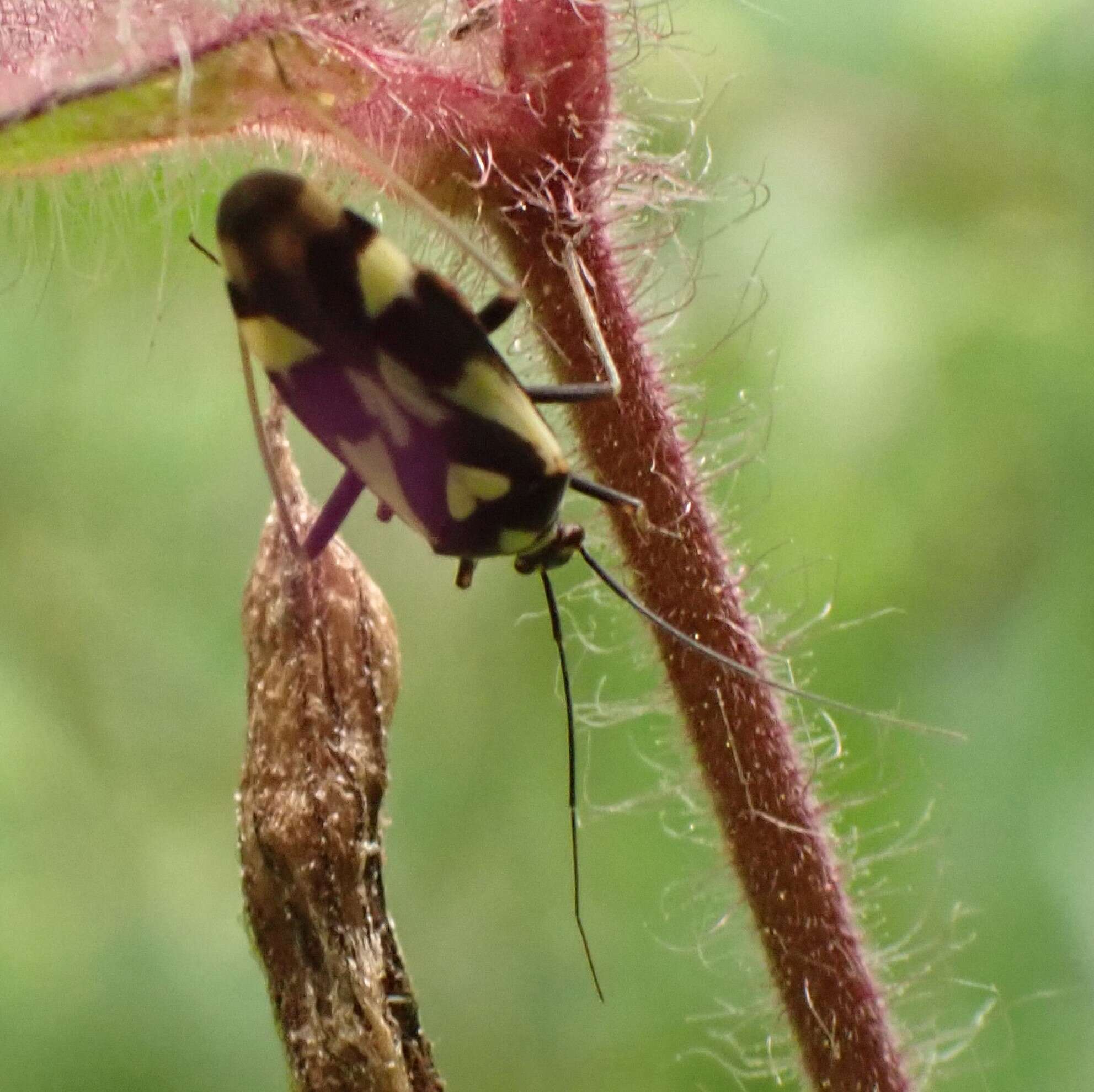 Image of Grypocoris sexguttatus (Fabricius 1777)