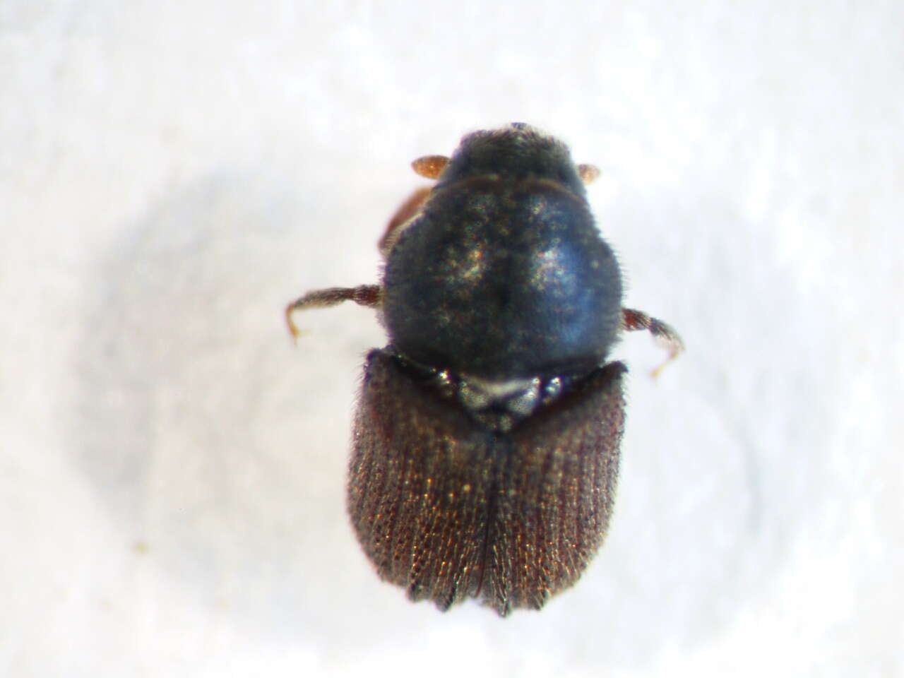 Image of Phloeosinus aubei