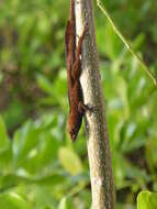 Image de Anolis scriptus Garman 1887