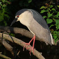 Image of Night Herons