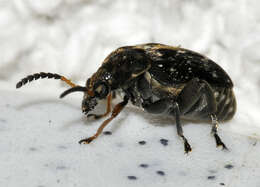 Image of Bean seed beetle