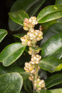 Image of <i>Buxus sempervirens</i>