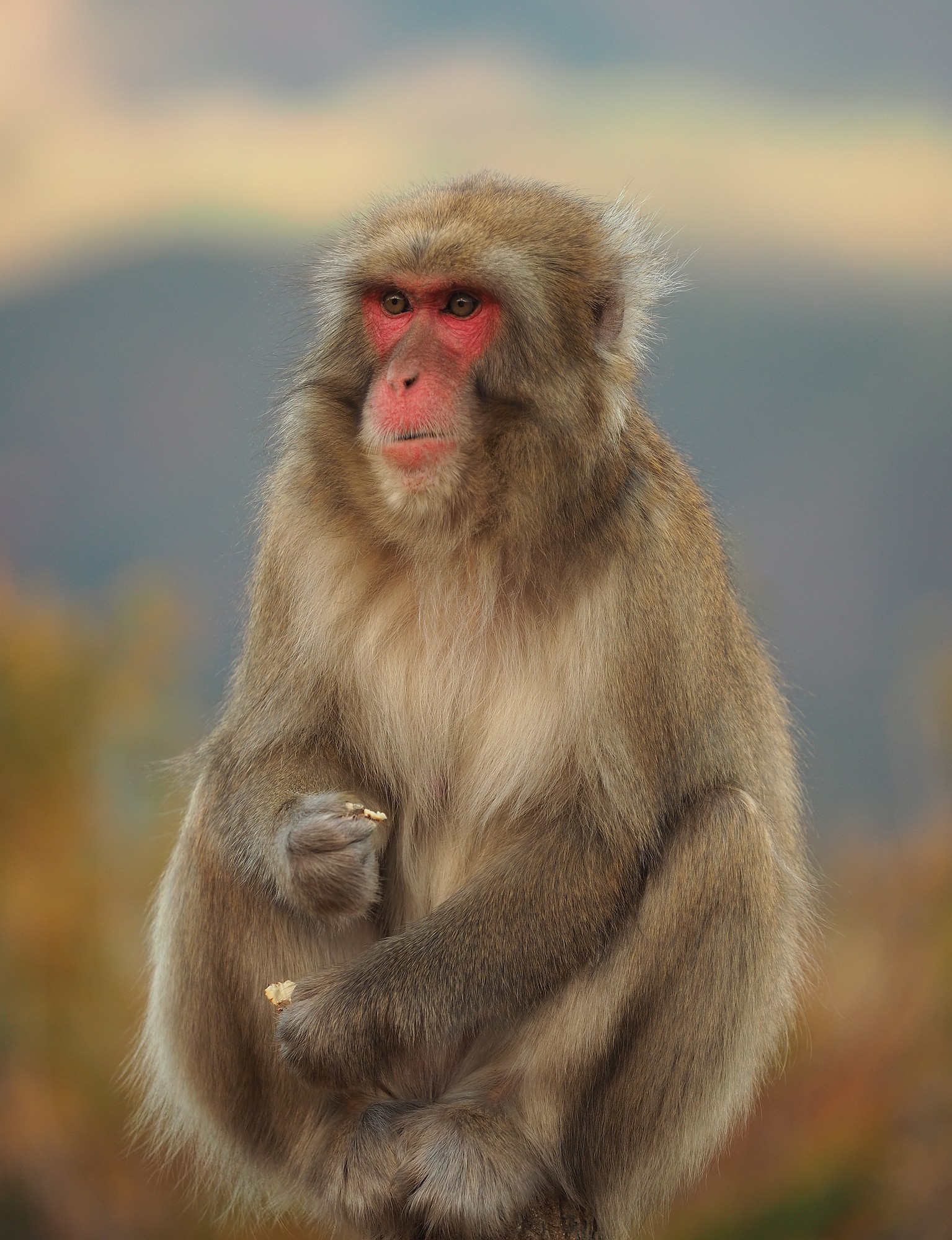 japanese-macaque-media-encyclopedia-of-life