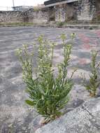 Image of desert tobacco,