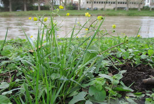 Image of Goldilocks Buttercup